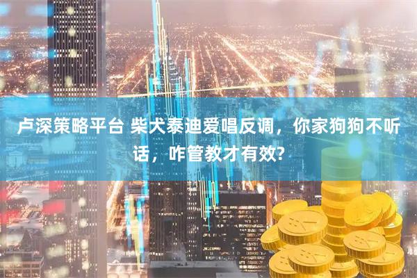 卢深策略平台 柴犬泰迪爱唱反调，你家狗狗不听话，咋管教才有效?