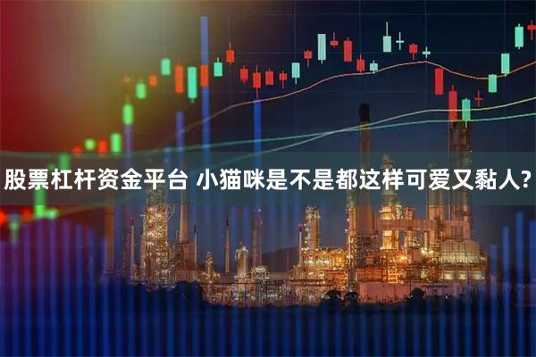 股票杠杆资金平台 小猫咪是不是都这样可爱又黏人?